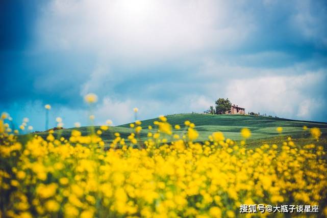 东圣达金花葵最新动态，引领行业变革，展现独特魅力