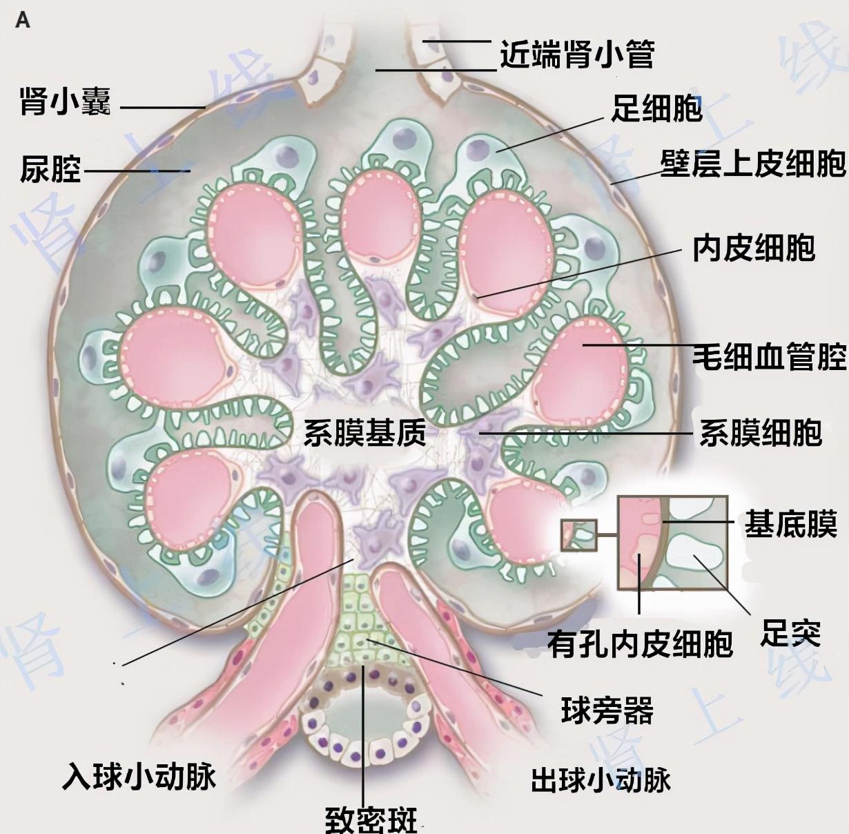 肾病治疗新突破，重塑治疗格局与未来希望