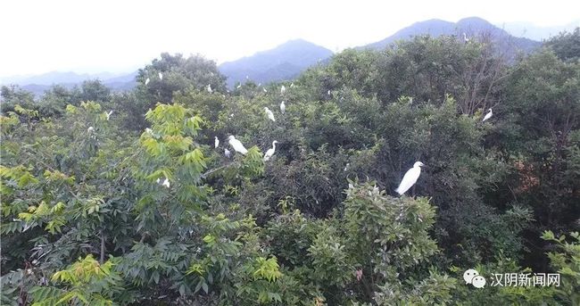 凤凰山下，探索与下载的科技之旅