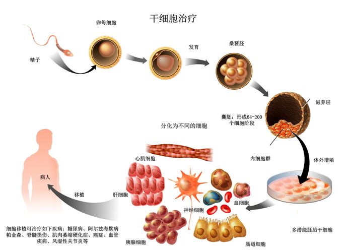 英美干细胞研究最新进展，突破与挑战同步前行